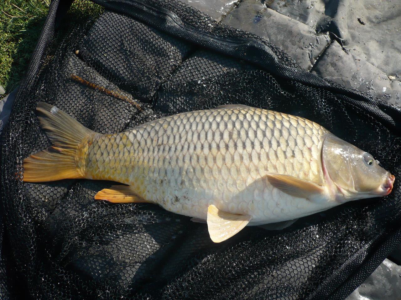 MV 2 - 1.OCT.2014 - p1020877.JPG